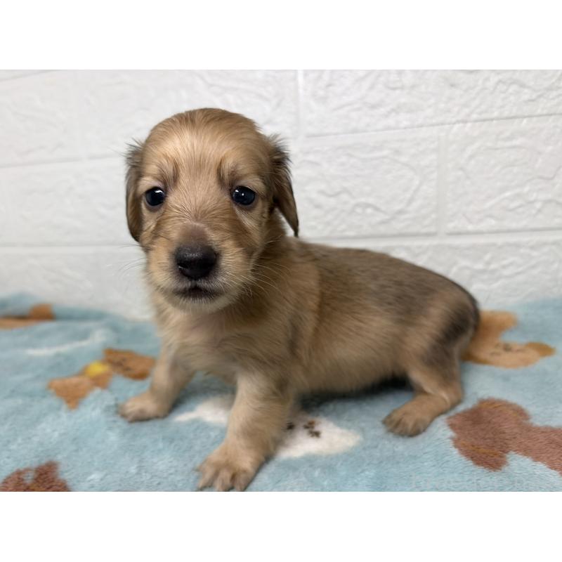 販売中の埼玉県のミニチュアダックスフンド(ロングヘアード)-456485の8枚目