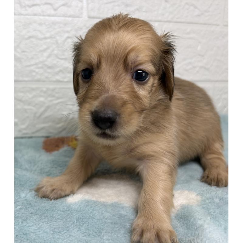 販売中の埼玉県のミニチュアダックスフンド(ロングヘアード)-456485の7枚目