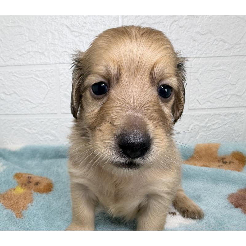 販売中の埼玉県のミニチュアダックスフンド(ロングヘアード)-456485の6枚目