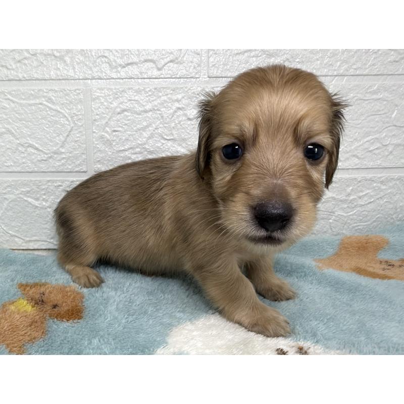 販売中の埼玉県のミニチュアダックスフンド(ロングヘアード)-456485の5枚目