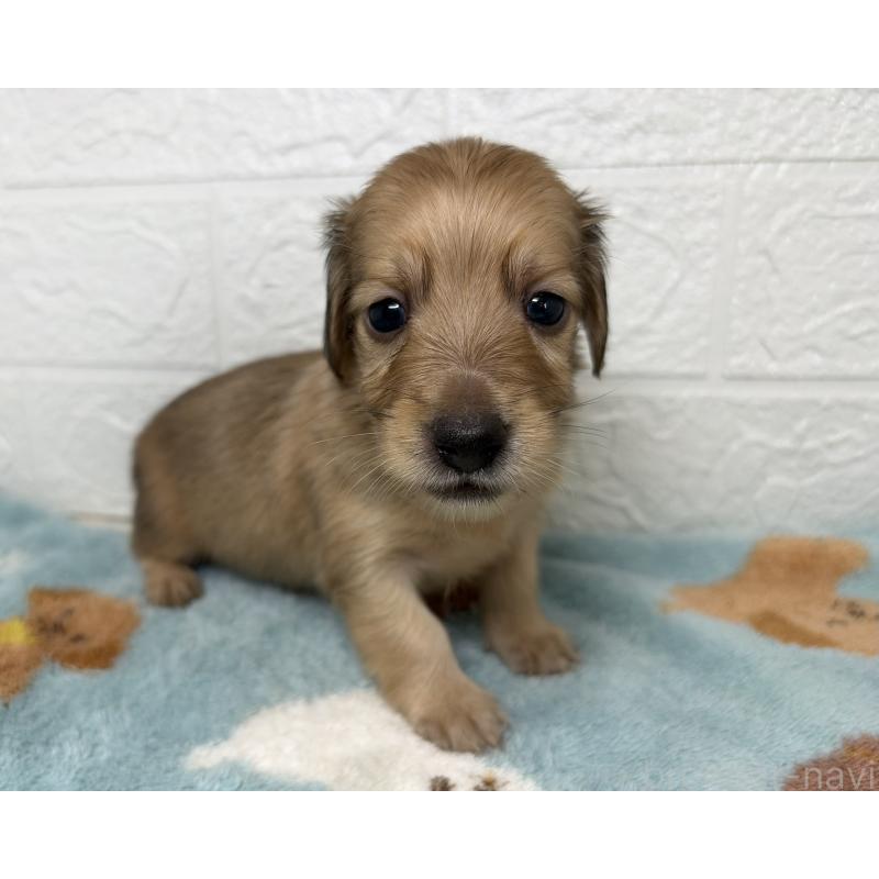 販売中の埼玉県のミニチュアダックスフンド(ロングヘアード)-456485の4枚目