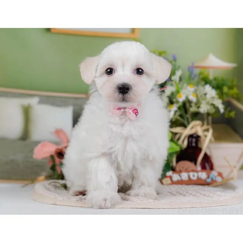 販売中の神奈川県のマルプー:マルチーズ×トイプードル-456492の14枚目