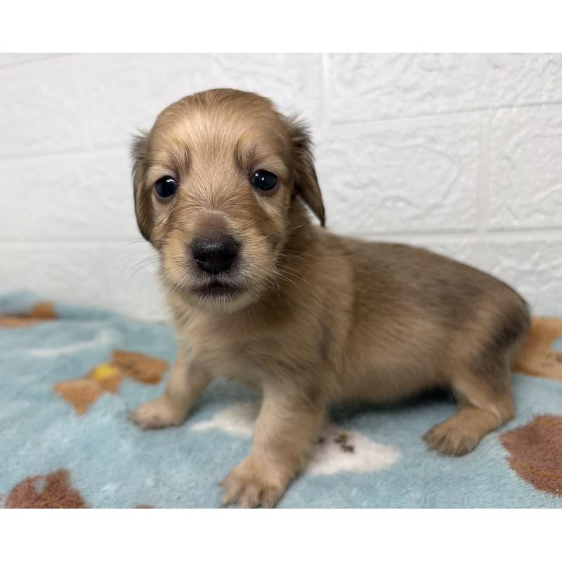 販売中の埼玉県のミニチュアダックスフンド(ロングヘアード)-456485の3枚目