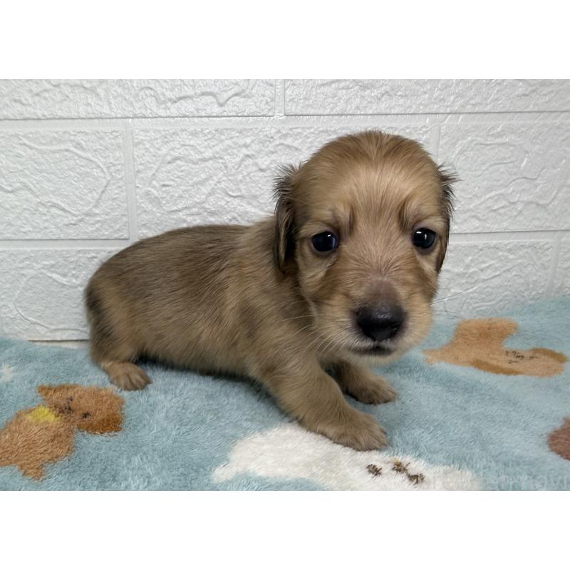 販売中の埼玉県のミニチュアダックスフンド(ロングヘアード)-456485の2枚目