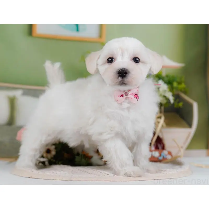 販売中の神奈川県のマルプー:マルチーズ×トイプードル-456492の12枚目