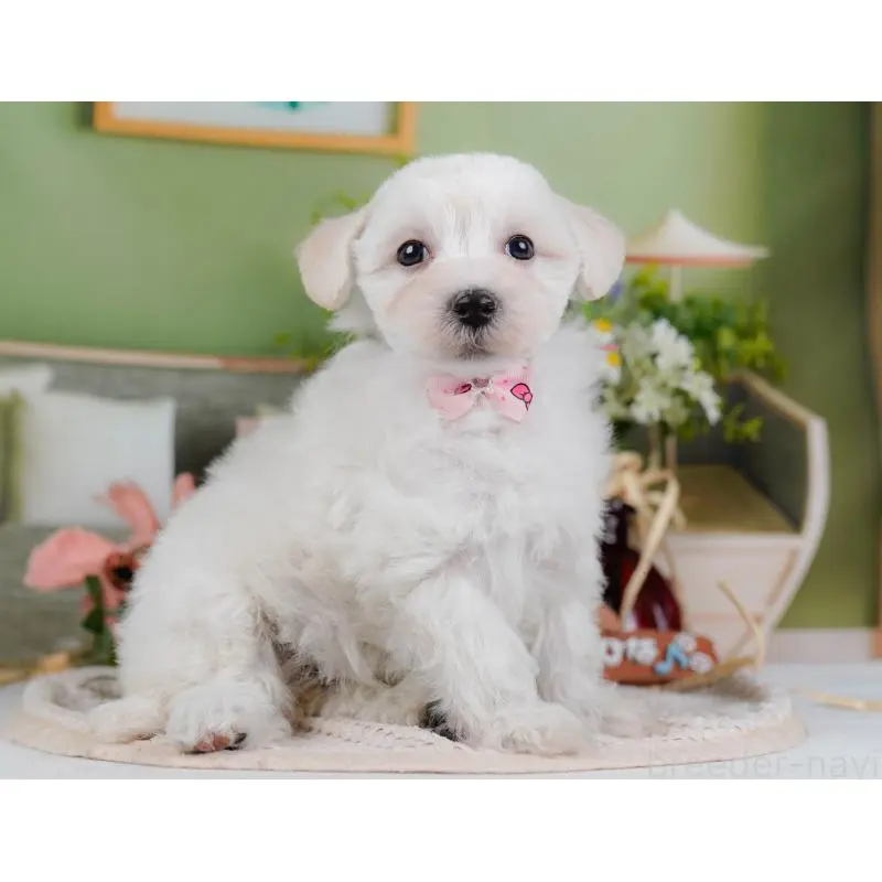 販売中の神奈川県のマルプー:マルチーズ×トイプードル-456492の11枚目