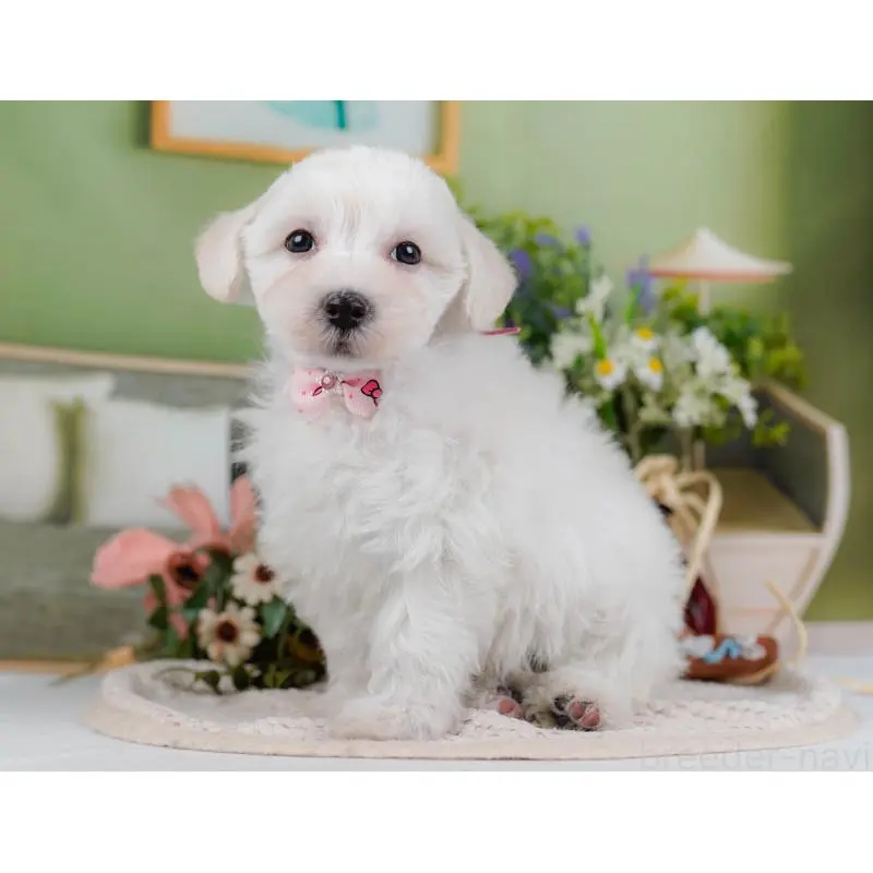 販売中の神奈川県のマルプー:マルチーズ×トイプードル-456492の10枚目