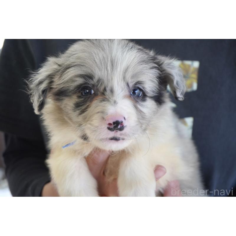 販売中の熊本県のボーダーコリー-456487の12枚目