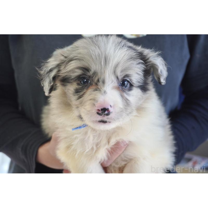 販売中の熊本県のボーダーコリー-456487の11枚目