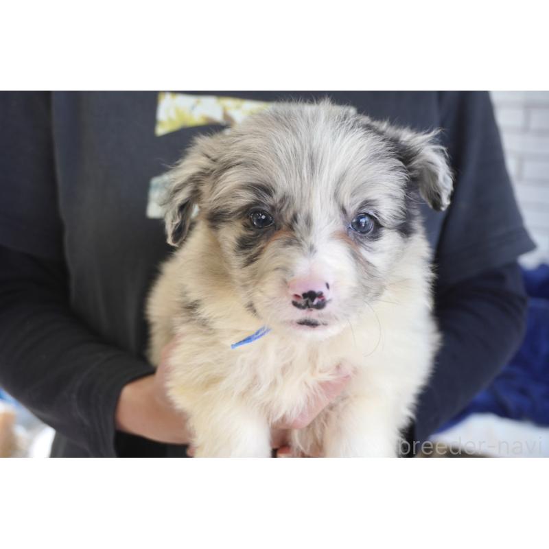 販売中の熊本県のボーダーコリー-456487の10枚目