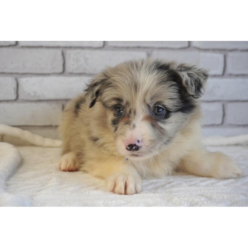 販売中の熊本県のボーダーコリー-456487の9枚目