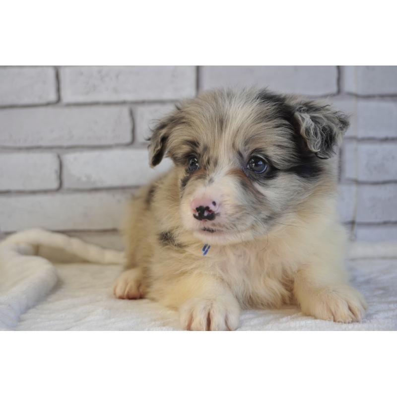 販売中の熊本県のボーダーコリー-456487の8枚目