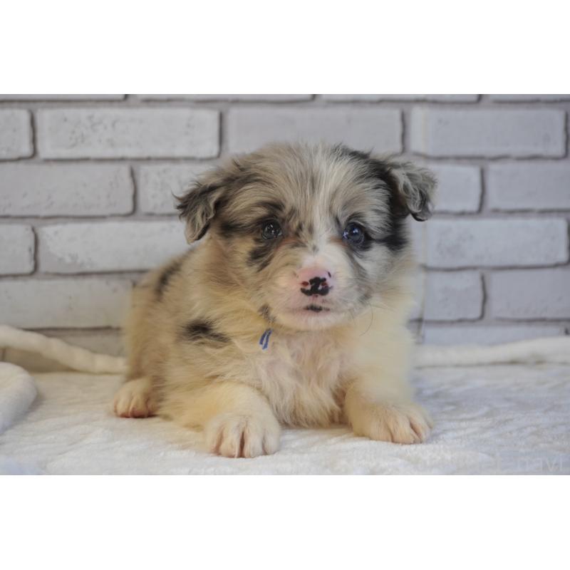 販売中の熊本県のボーダーコリー-456487の6枚目