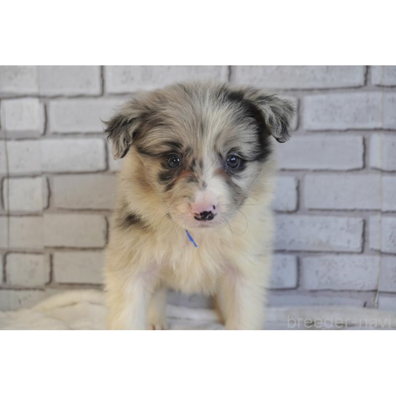 販売中の熊本県のボーダーコリー-456487の7枚目