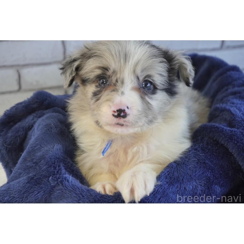 販売中の熊本県のボーダーコリー-456487の5枚目