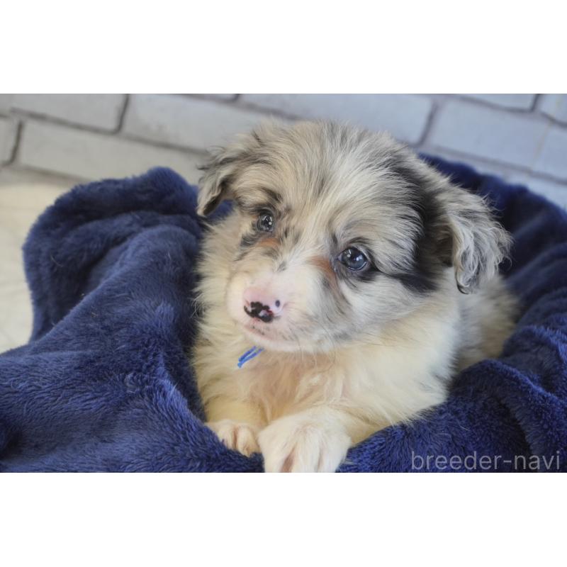 販売中の熊本県のボーダーコリー-456487の4枚目