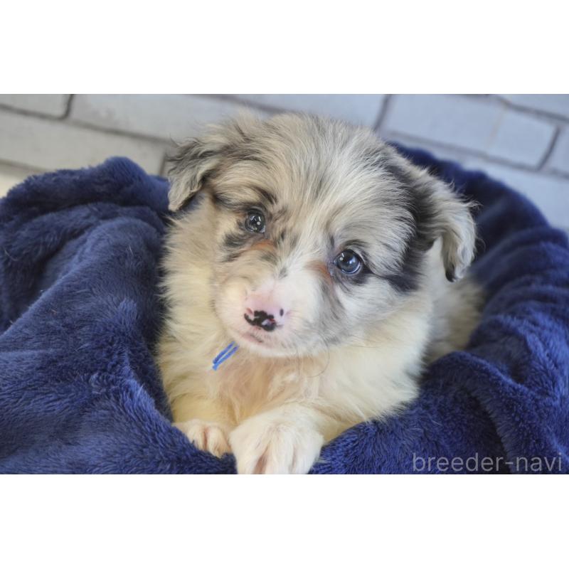 販売中の熊本県のボーダーコリー-456487の3枚目