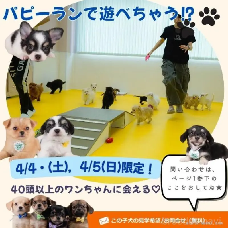 販売中の神奈川県のマルプー:マルチーズ×トイプードル-456492の5枚目