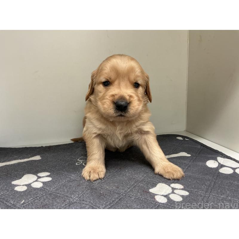 販売中の山形県のゴールデンレトリーバー-456488