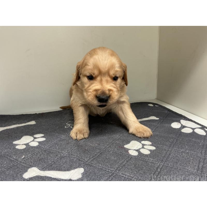 販売中の山形県のゴールデンレトリーバー-456488の6枚目