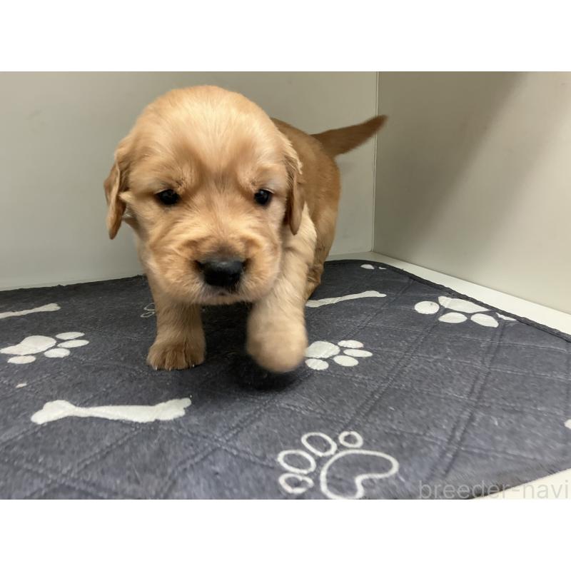 販売中の山形県のゴールデンレトリーバー-456488の5枚目