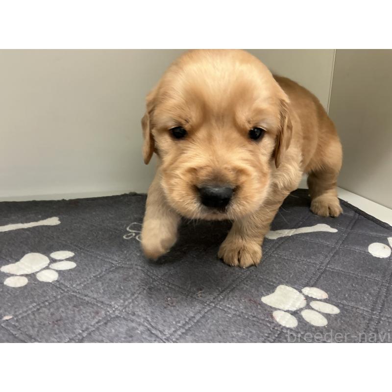 販売中の山形県のゴールデンレトリーバー-456488の4枚目