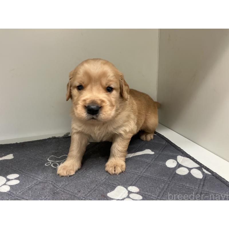 販売中の山形県のゴールデンレトリーバー-456488の3枚目