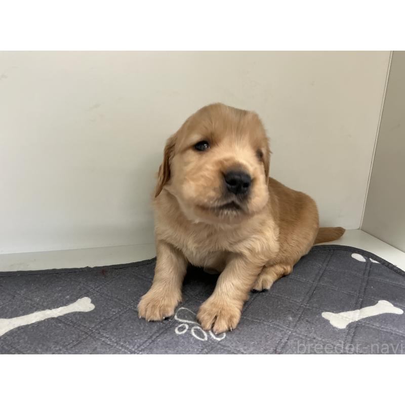 販売中の山形県のゴールデンレトリーバー-456488の2枚目