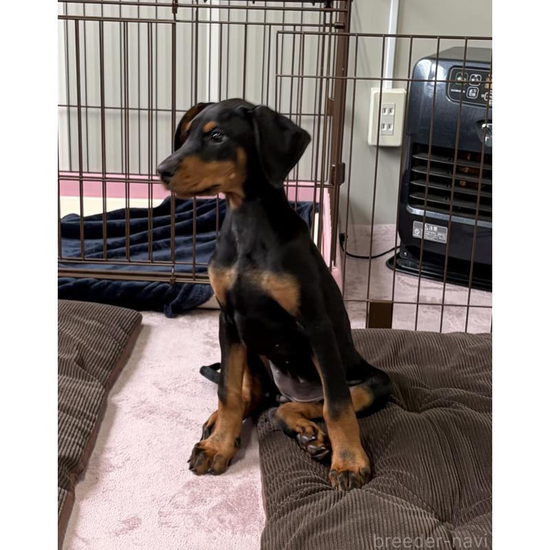 販売中の岩手県のドーベルマン-446934の2枚目