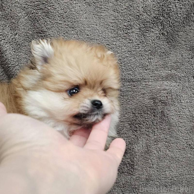 販売中の埼玉県のポメラニアン-456489の5枚目