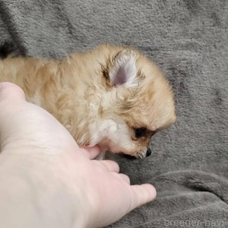 販売中の埼玉県のポメラニアン-456489の4枚目