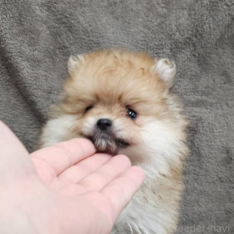 販売中の埼玉県のポメラニアン-456489の3枚目