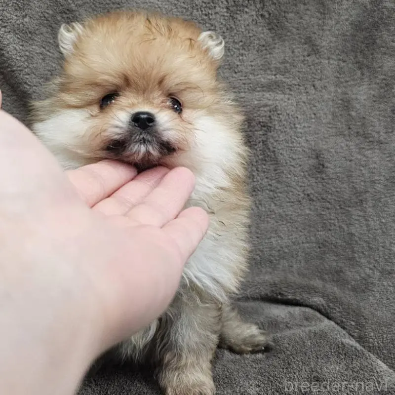販売中の埼玉県のポメラニアン-456489の2枚目