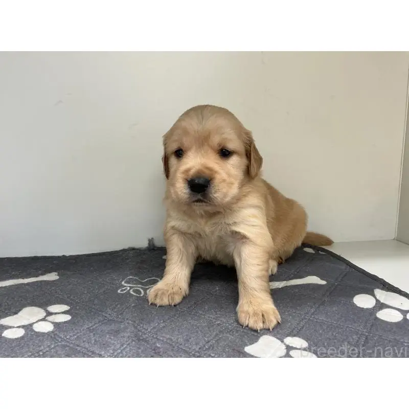 販売中の山形県のゴールデンレトリーバー-456490の6枚目