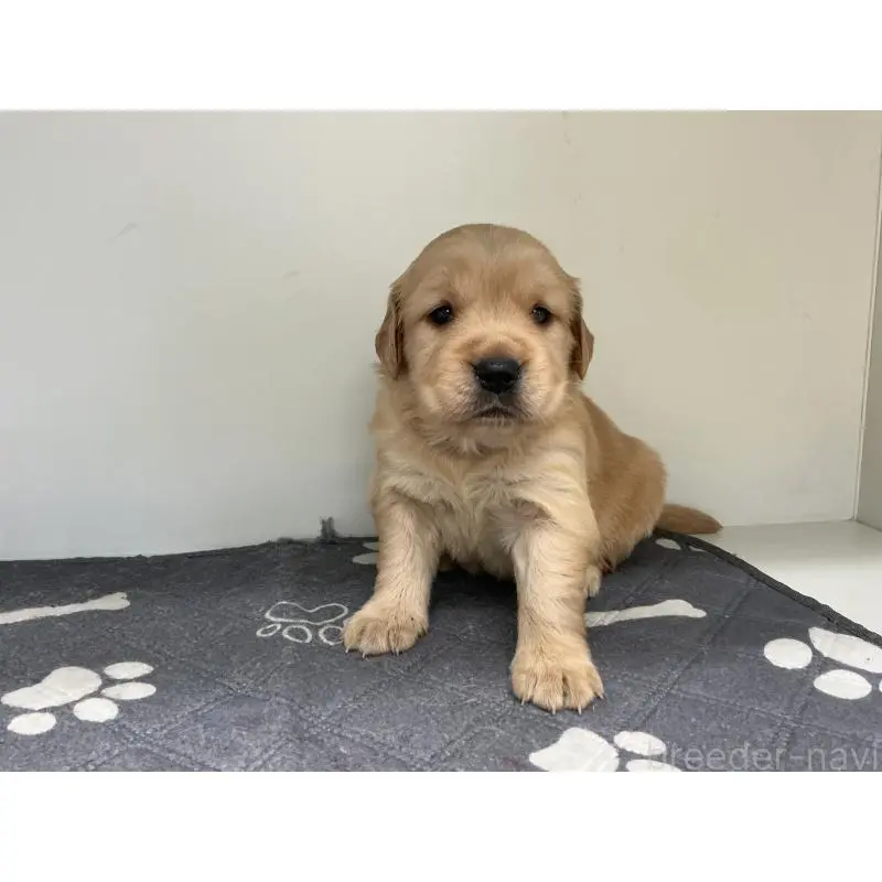 販売中の山形県のゴールデンレトリーバー-456490の5枚目