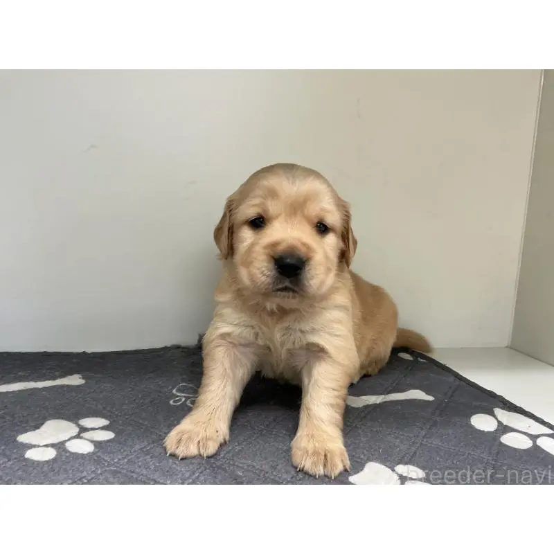 販売中の山形県のゴールデンレトリーバー-456490の4枚目