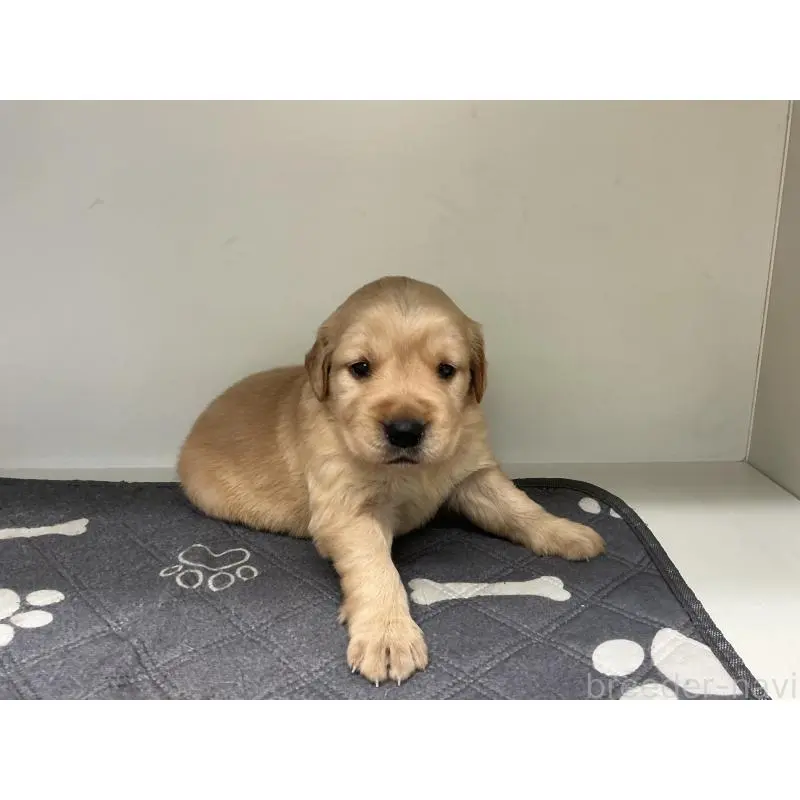 販売中の山形県のゴールデンレトリーバー-456490の3枚目