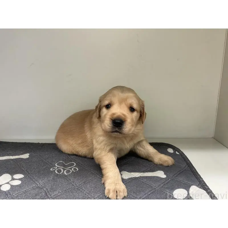 販売中の山形県のゴールデンレトリーバー-456490の2枚目