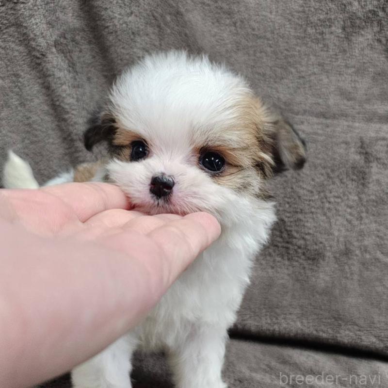 販売中の埼玉県のチワマル:チワワ×マルチーズ-456491の7枚目