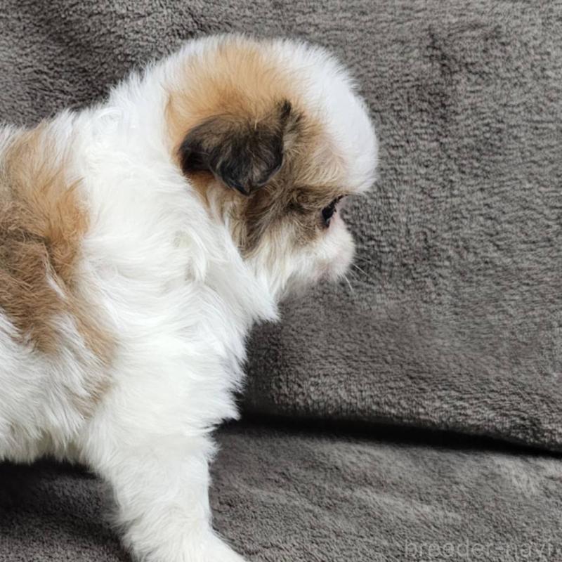 販売中の埼玉県のチワマル:チワワ×マルチーズ-456491の6枚目