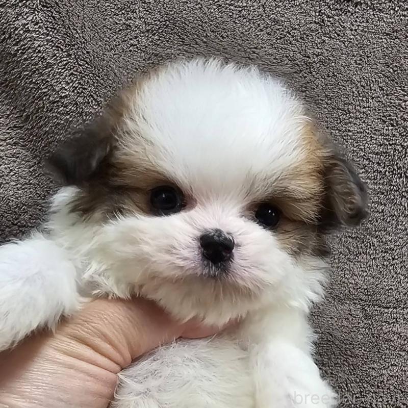 販売中の埼玉県のチワマル:チワワ×マルチーズ-456491の5枚目