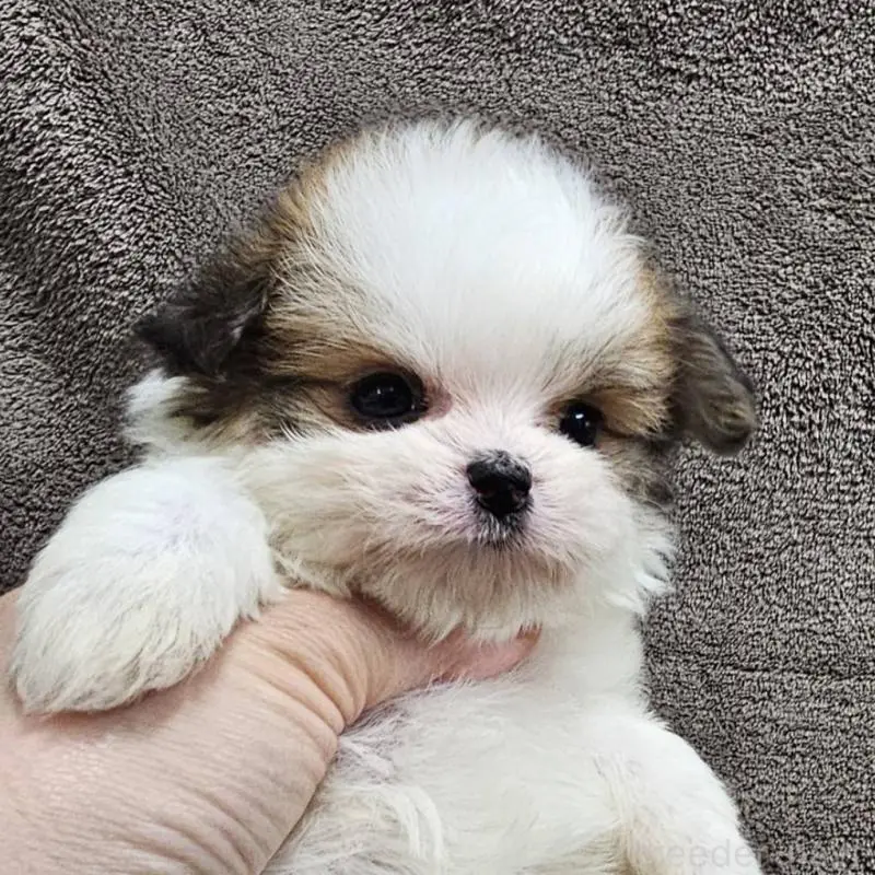 販売中の埼玉県のチワマル:チワワ×マルチーズ-456491の4枚目