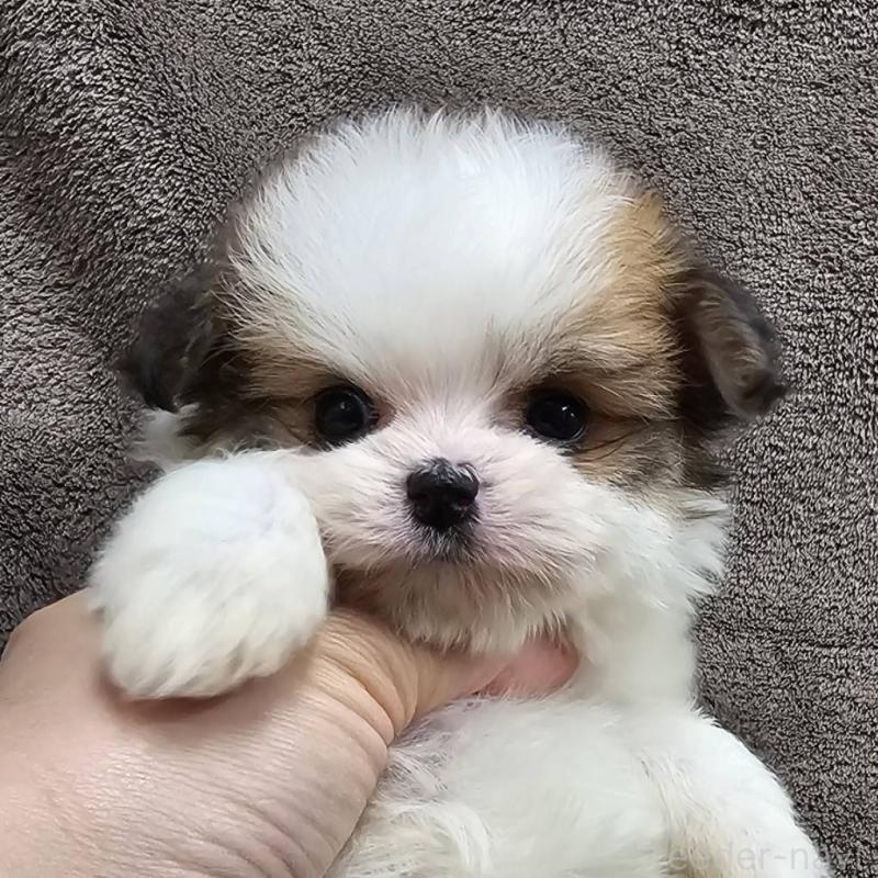 販売中の埼玉県のチワマル:チワワ×マルチーズ-456491の3枚目