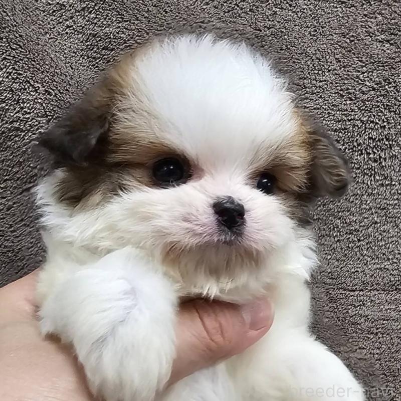 販売中の埼玉県のチワマル:チワワ×マルチーズ-456491の2枚目