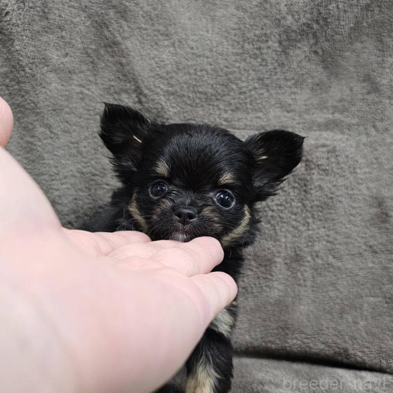 販売中の埼玉県のチワワ(ロングコート)-456493の4枚目