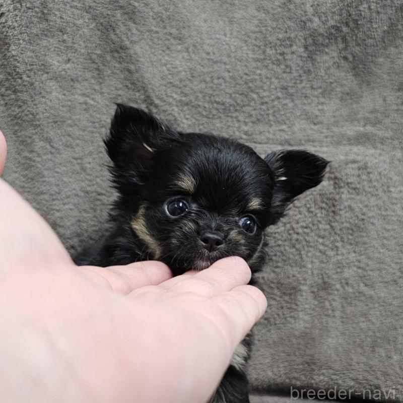 販売中の埼玉県のチワワ(ロングコート)-456493の3枚目