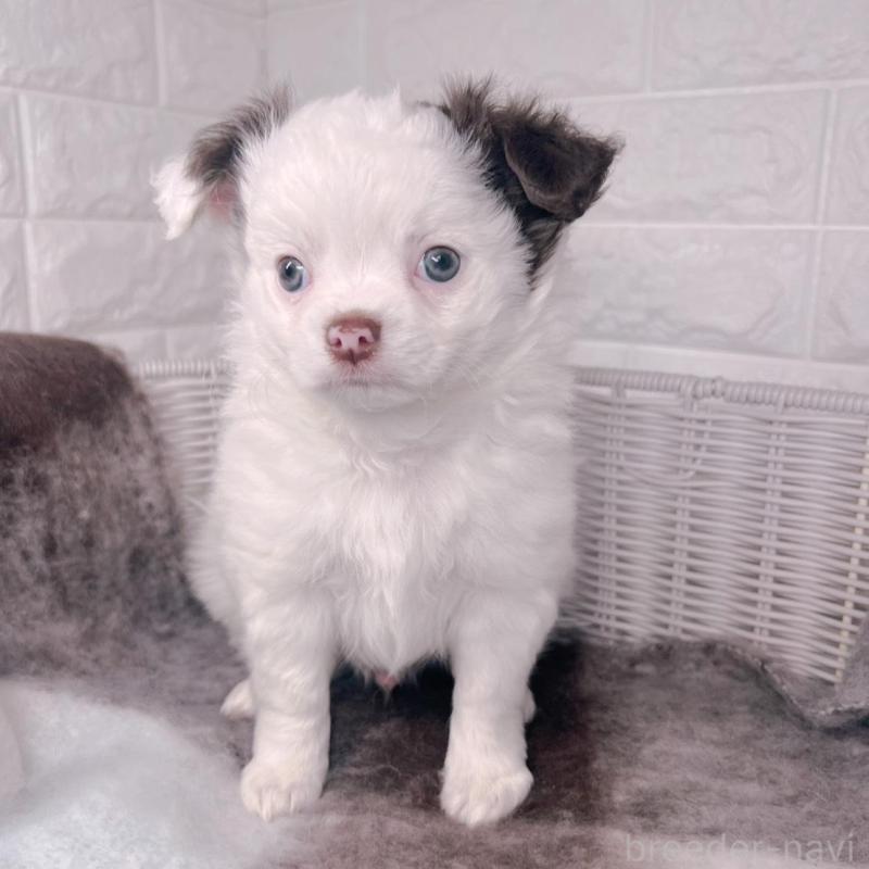 販売中の大阪府のチワワ(ロングコート)-456494の12枚目