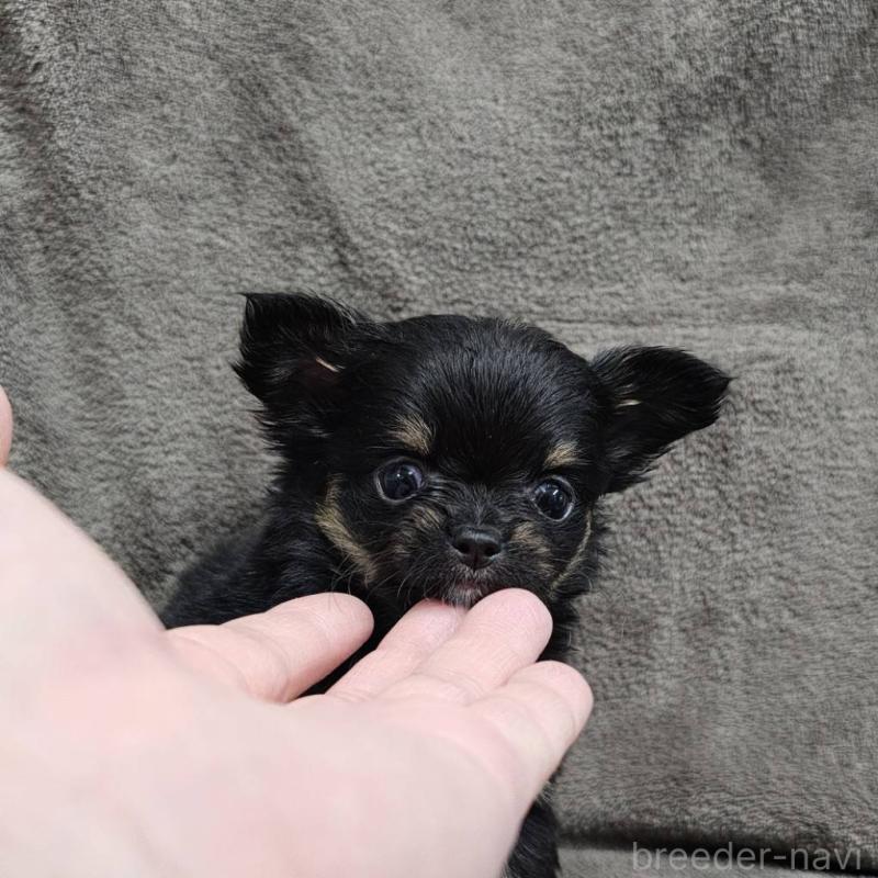 販売中の埼玉県のチワワ(ロングコート)-456493の2枚目