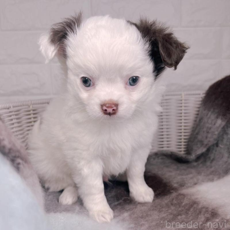 販売中の大阪府のチワワ(ロングコート)-456494の10枚目