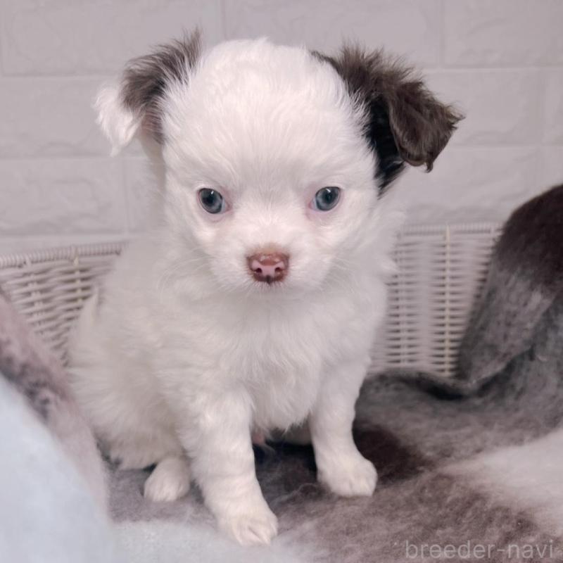 販売中の大阪府のチワワ(ロングコート)-456494の9枚目